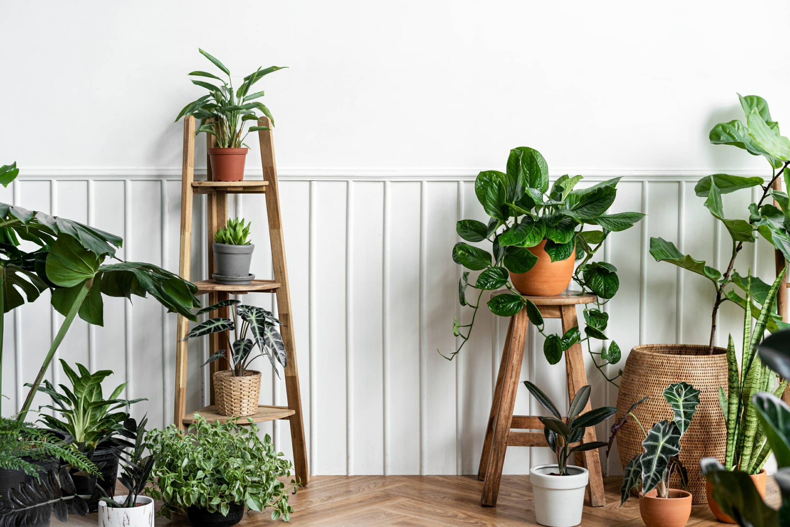 indoor-houseplants-corner-parquet-floor